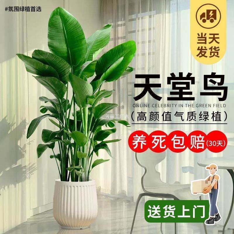 客厅大型落地绿植物室内旺宅好养活办公室花卉盆栽摆放家里大泽直