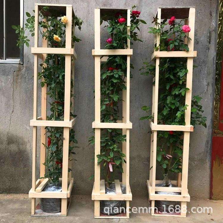 品种欧月 多花蔷薇苗 当年开花藤本月季苗 爬藤花卉龙沙宝石