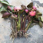 四季 种植睡莲植物迷你水培植物阳台睡莲根块多色室外大活易成好养