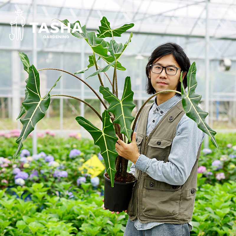塔莎的花园 海芋白犀牛板盾龙鳞铜叶芋北欧风植物盆栽室内易养护图片