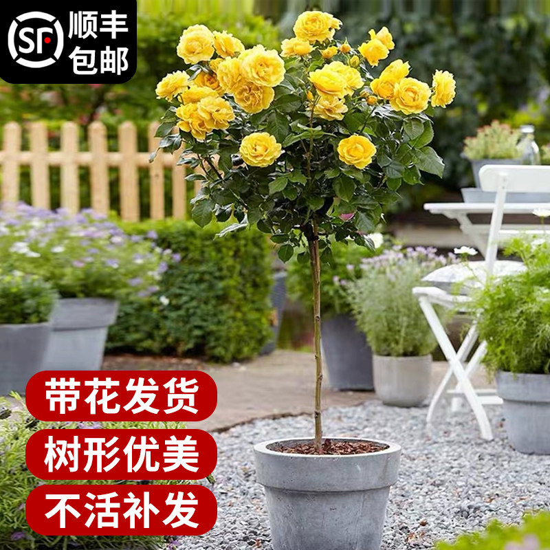 树状月季花特大浓香阳台盆栽嫁接树桩欧月玫瑰四季易活耐寒成活高