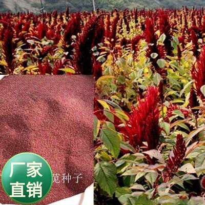 公司色块花海草籽 观赏千谷穗 红色籽粒苋 观赏籽粒苋 紫红穗