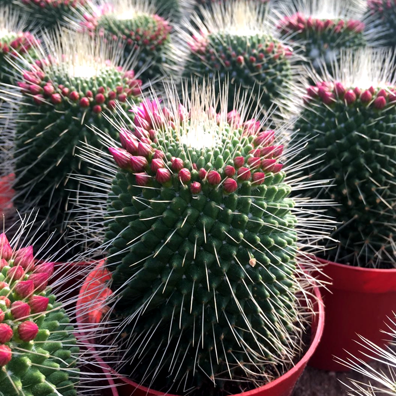 开花仙人球白e珠丸防辐射耐旱美观办公室客厅多头大颗多肉植物好