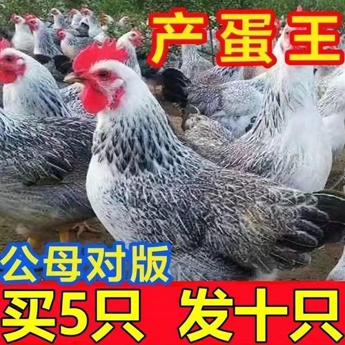 正宗芦花鸡下蛋王绿壳散养