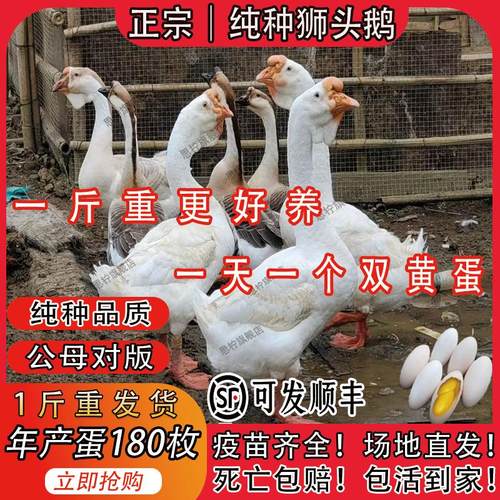 一斤正宗白狮头鹅活苗原种