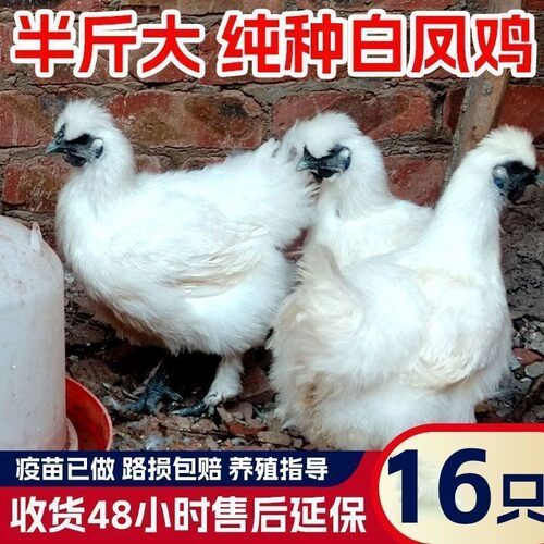 纯种白凤乌鸡活苗半斤脱温