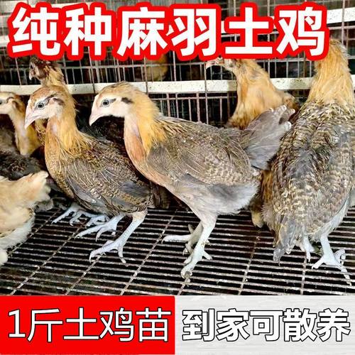 小鸡幼苗快大青脚麻肉红毛