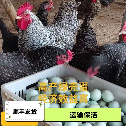【爆款】2斤芦花鸡绿壳蛋
