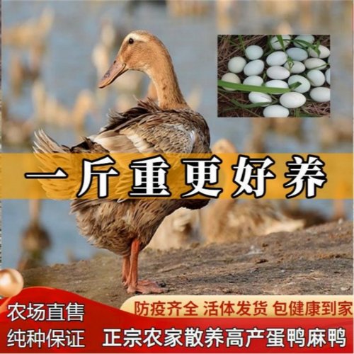 半斤高产绿壳蛋麻鸭苗活子
