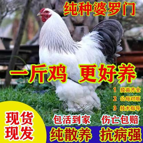正宗婆罗门鸡活苗纯种巨型