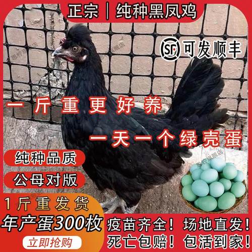 一斤纯种黑凤鸡正宗绿壳蛋