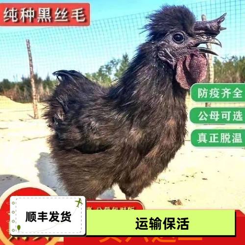 黑丝毛半斤左右发货羽凤乌