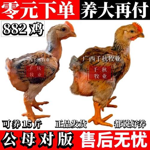 【正品认证】半大宗882鸡K