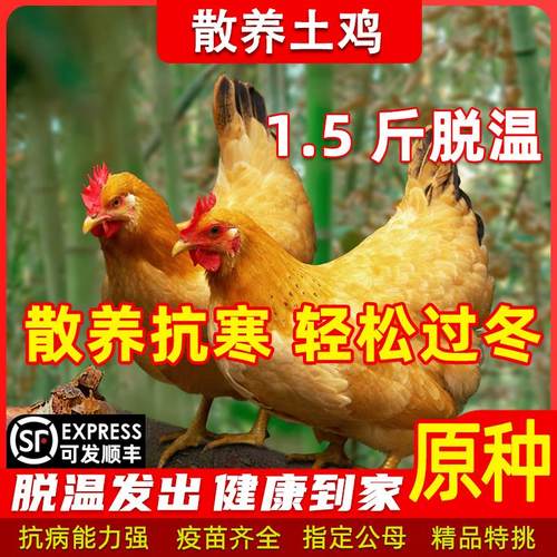 散养纯种黄花土鸡活苗15