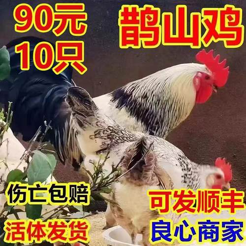 纯种鹊山鸡小活苗高产蛋仔