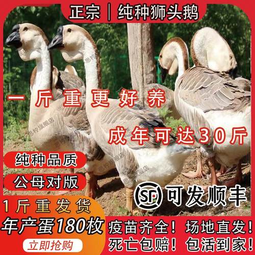 正宗狮头鹅苗特大种活潮汕