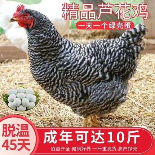 芦花鸡纯种苗一斤绿壳蛋活