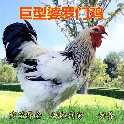 半斤纯种婆罗门鸡活体正宗