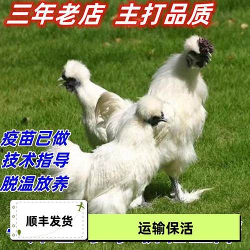 散养一斤白凤乌鸡正宗泰和