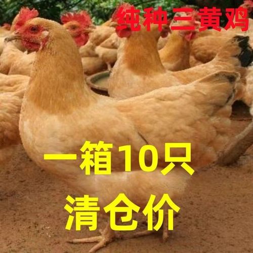 现货三黄鸡幼苗半斤正宗三黄土鸡大品种鸡高产蛋鸡下蛋小母鸡散养