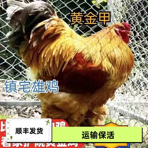 【真便宜了】纯种半大黄金