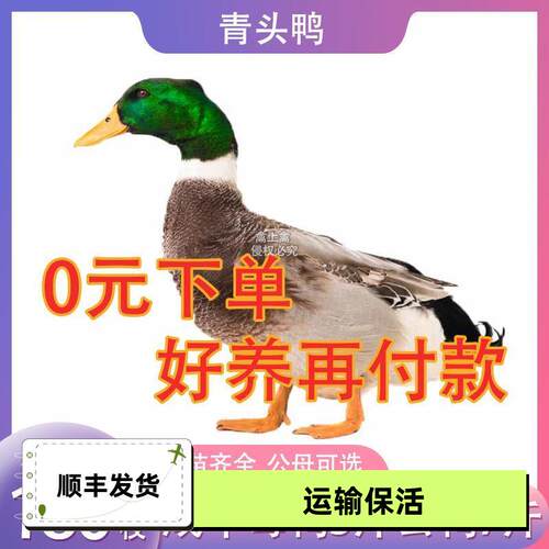 半斤青头鸭苗散养大种麻便