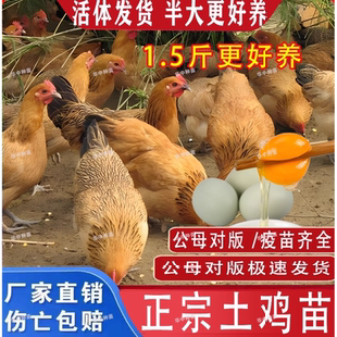 一斤半斤纯种小土鸡苗农村散养走地鸡青脚小鸡活苗笨鸡脱温苗母鸡