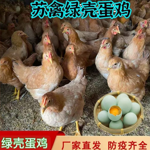 15斤农家散养柴笨鸡走地纯