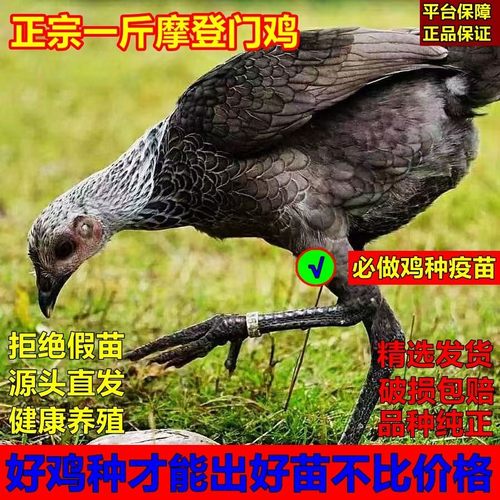 正宗一斤摩登门鸡纯种细腿