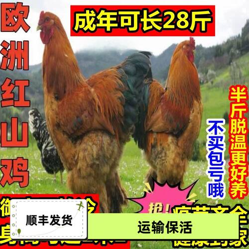 【正宗】散养半斤左右红山