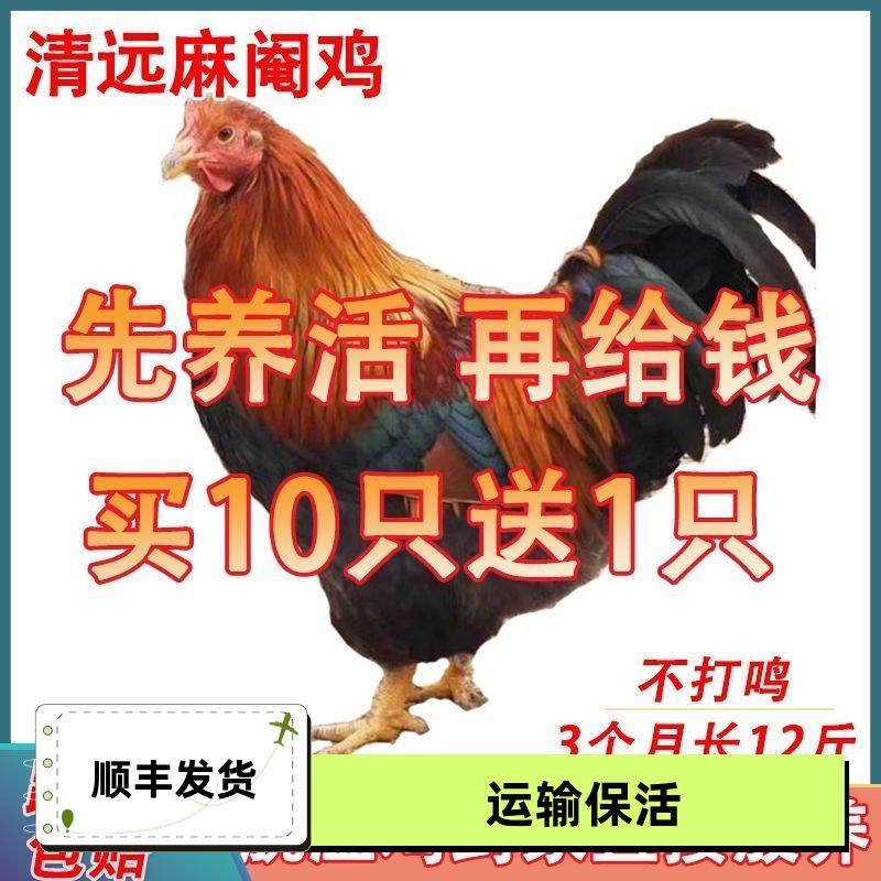 半斤灵山线鸡桂香阉鸡腌鸡纯手工动物种苗苗鸡活小鸡苗活苗活鹅