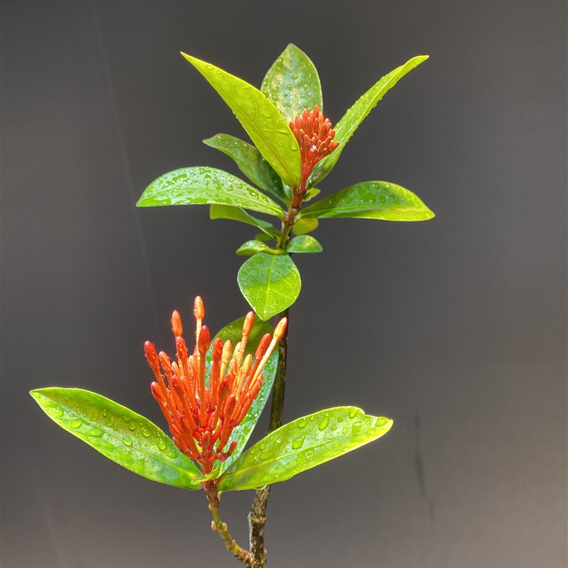 精品海岛龙船花,老桩,盆景素材