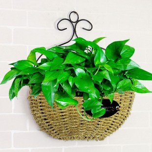 吊籃裝 飾吊蘭綠蘿懸掛墻壁M花盤壁掛花盆掛壁掛墻 花籃綠籮墻上 式