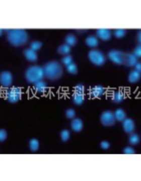 7063-2504 Whatman PC过滤膜圆片黑色聚碳酸酯孔径0.4um