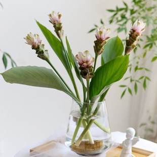 姜荷花鲜切花水养插花时令鲜花家庭观赏办公室姜R荷花鲜花云南直