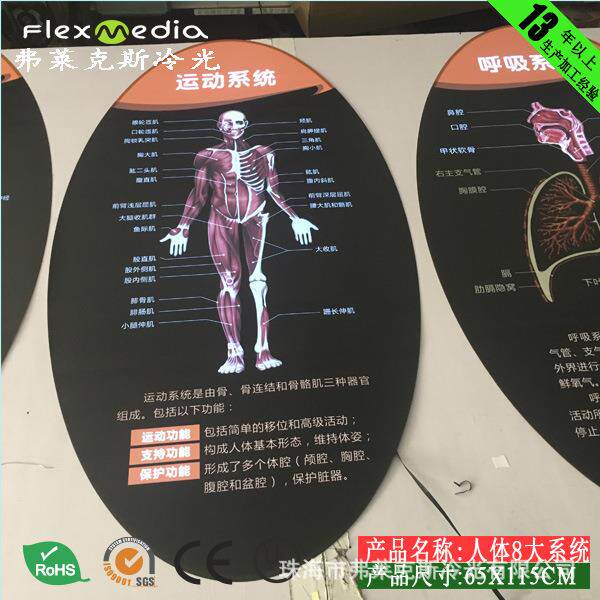 科技馆展馆新方案，人体八大系统动画图，EL冷光灯，超薄灯箱