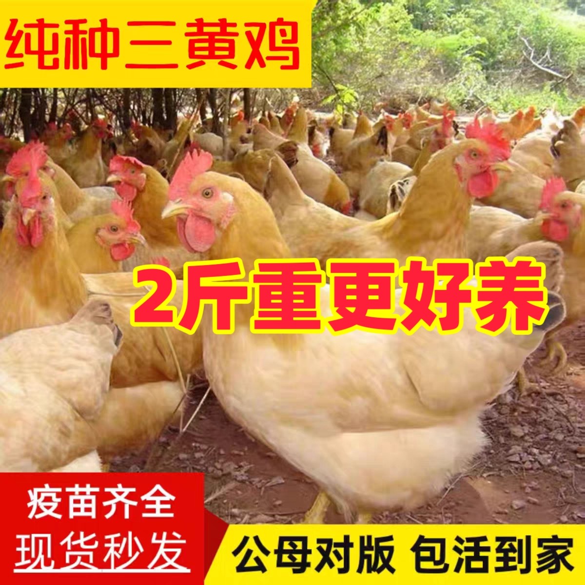 正宗2斤三黄鸡活苗半大小鸡苗脱温鸡活鸡农家散养土鸡苗蛋鸡活鸡,畜牧/养殖物资,鸡苗/种鸡/种蛋/受精蛋,淘宝优惠券,粉丝福利购,淘宝优惠卷