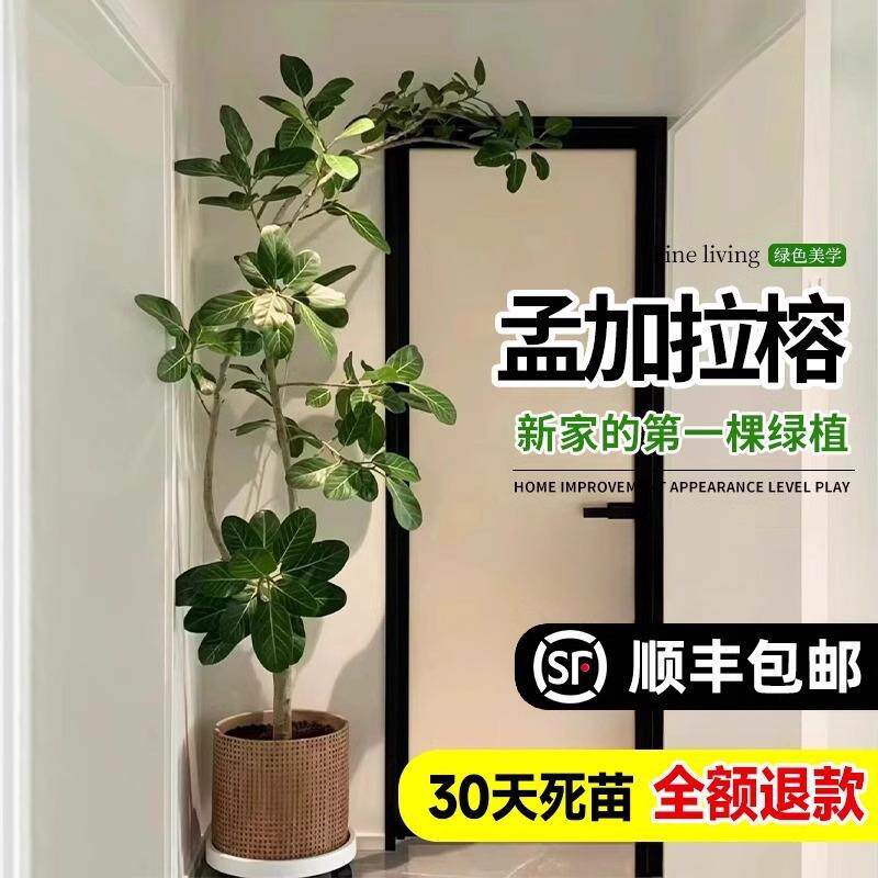 网红孟加拉榕盆栽大型室内客厅绿植黄金榕高山榕树落地真花旺宅树