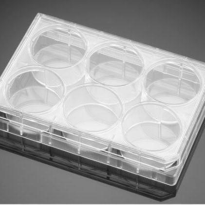 Axygen/爱思进 50ml锥底螺口带盖离心管，灭菌 SCT-50ML-25-S