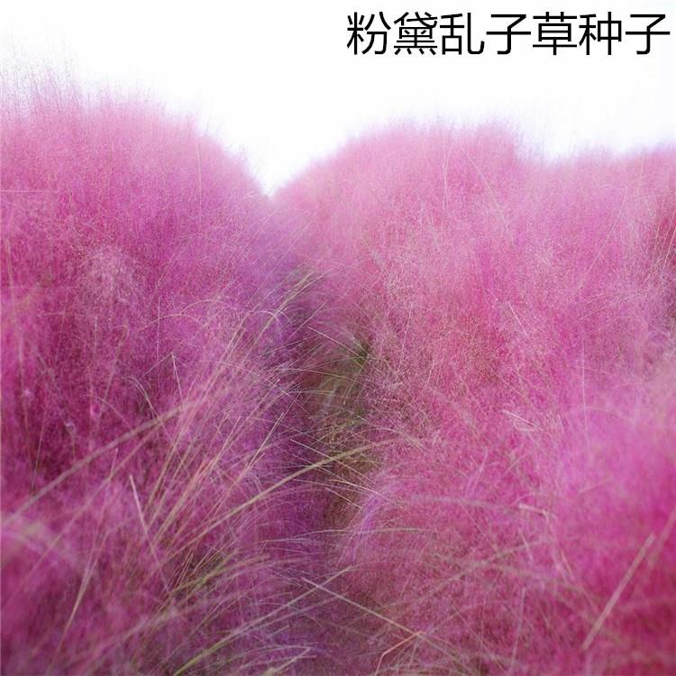 散装粉黛乱子草种毛芒乱子草花海粉米利庭院花卉多年生观赏四季播