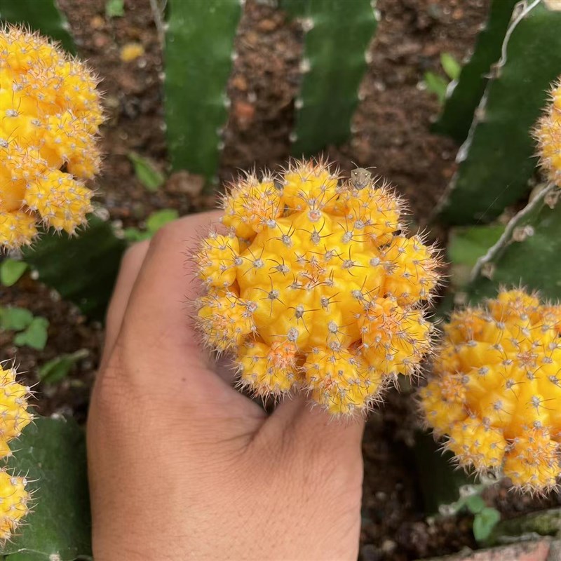 稀有仙人球红山吹嫁接三角t柱黄牡丹接仙人掌办公室防辐射多肉植