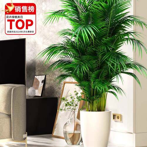 静黛轩散尾葵植物盆栽客厅大型绿植室内好养办公室大颗落地凤尾竹