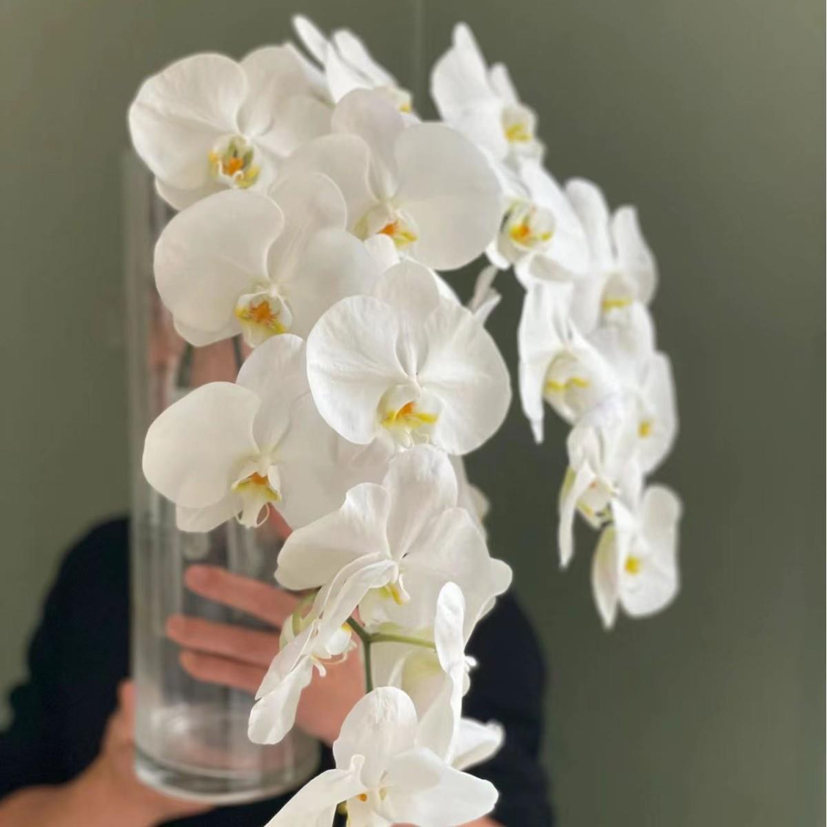 高端花材新鲜蝴蝶兰室内水养鲜花艺术插花婚庆送礼商业用花