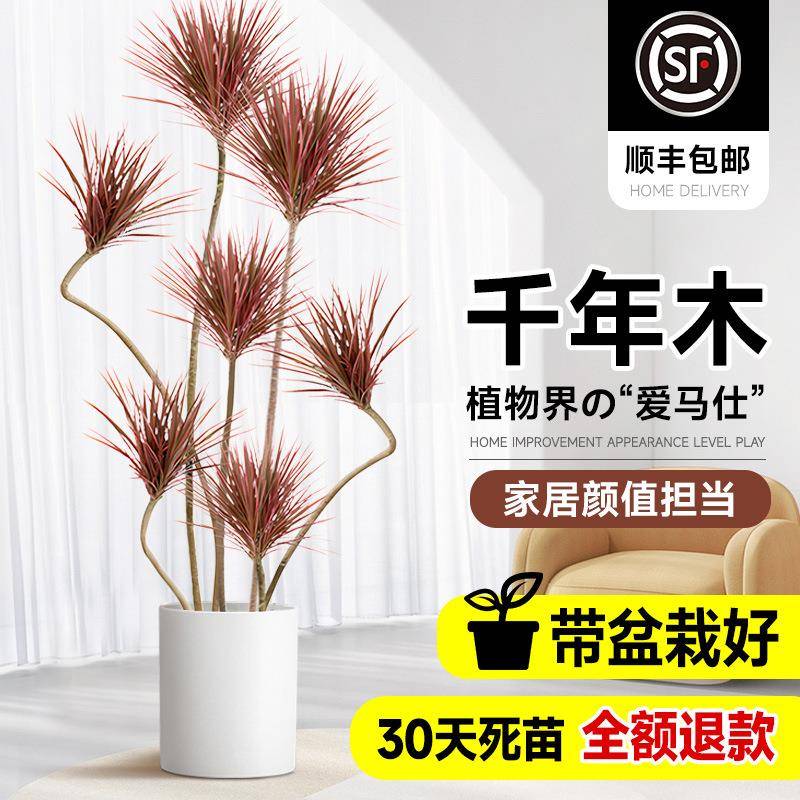 千年木客厅绿植室内阳台七彩铁大型盆栽龙血树真树办公室四季好养