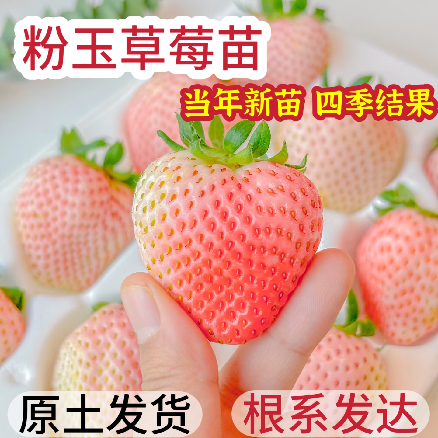 易栽粉玉草莓苗粉玉2号草莓