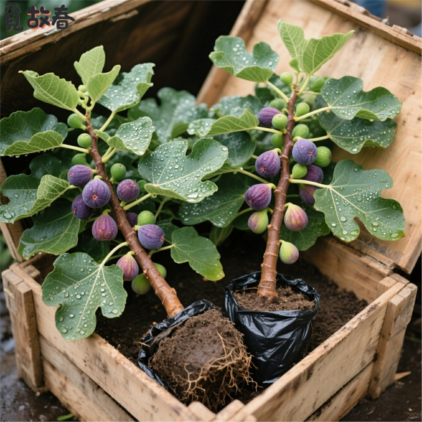 易栽无花果树苗盆栽带叶花卉绿植懒人种植阳台庭院可以食用好养活,鲜花速递/花卉仿真/绿植园艺,藤本/攀援植物,淘宝优惠券,粉丝福利购,淘宝优惠卷