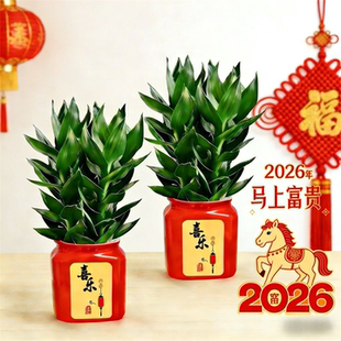 观音竹富贵竹水培植物花卉绿植绿萝室内盆栽转运竹子龙竹文昌竹