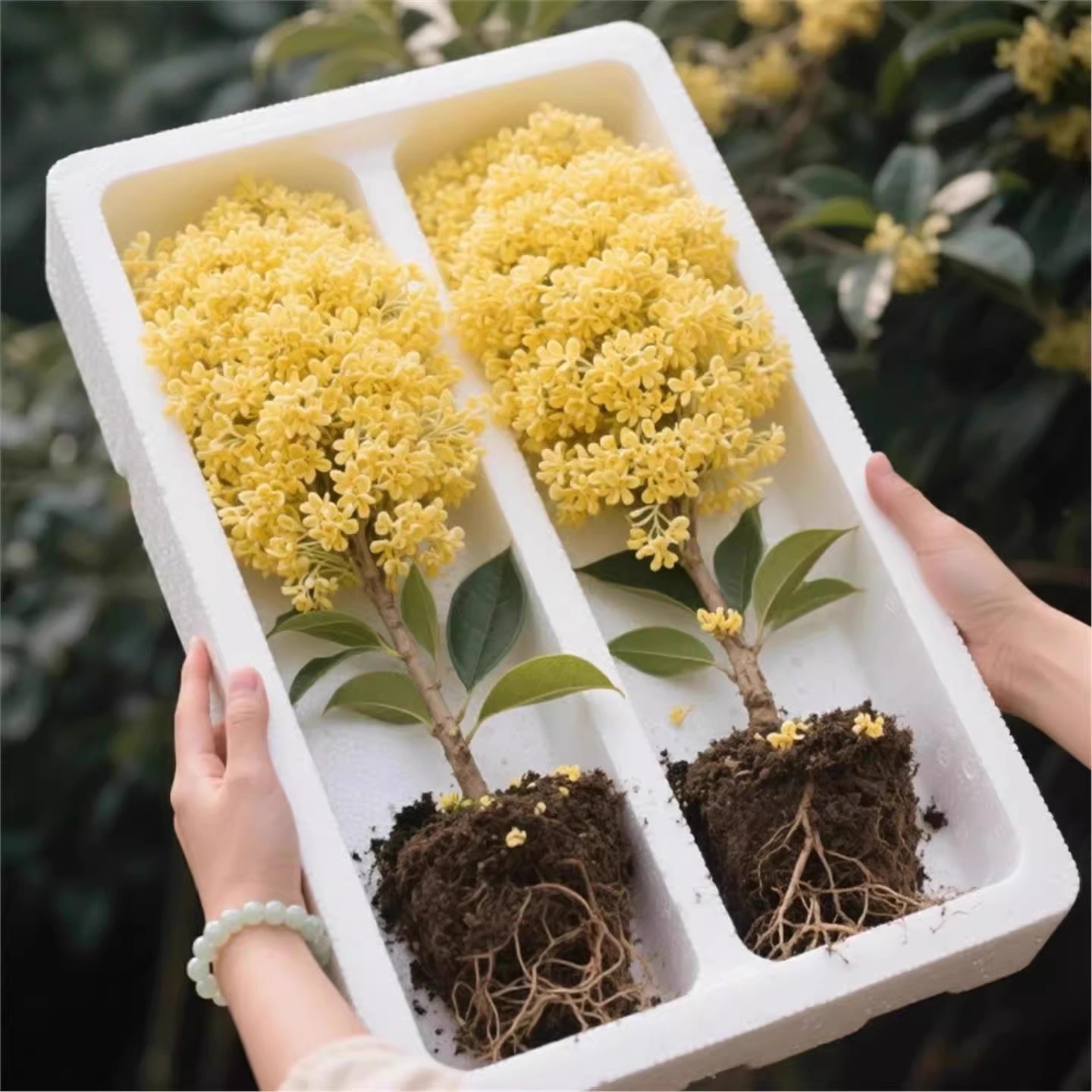 桂花树苗盆栽四季可食用开