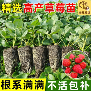 易栽草莓苗秧奶油红颜隋株特大优质苗南北方阳台庭院四季 盆栽种植