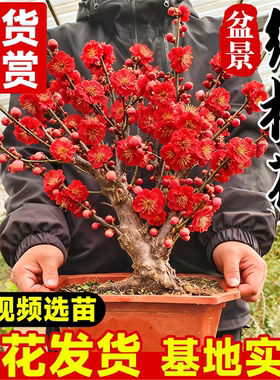 梅花盆栽树苗原生红梅浓香花卉庭院冬季耐寒阳台四季腊梅盆景老桩